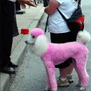 이쁜강아지 이미지