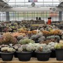 로맨스 다육 이미지