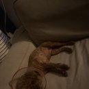 반곡동 작은동물병원 이미지