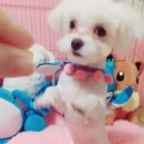 신원동물메디컬센타