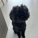 베베몽몽 이미지