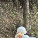 도기봉봉 이미지