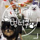 더쿠