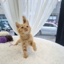 일산고양이분양 라라캣츠 이미지