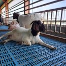 동례농장 이미지