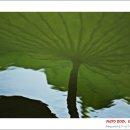한잎