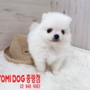 화이트 독 이미지