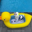 핫도그애견