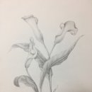 연필화 (초급) 이미지