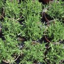 (주)허 브 이미지