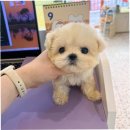 강아지분양 퍼피베이비 | 강북구강아지분양, 믿고 선택한 퍼피에몽 후기