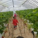 화룡농장 이미지