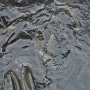 어라연송어횟집 이미지