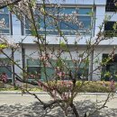 봄날-산책 | 대구가톨릭대학교 벚꽃 구경, 봄날 힐링 산책 후기