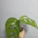 마이 밀린 나의 사진일기