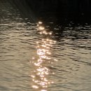 모녀가리비 이미지