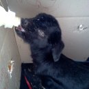 아기염소 이미지