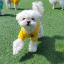 제제네 멍치원 이미지