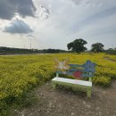 농업기술센터(본소) | 청주 유채꽃 5월 가볼만한곳 청주농업기술센터 도시농업페스티벌 후기