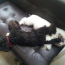 아지랑양이 이미지