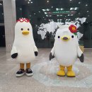 동백갈매기