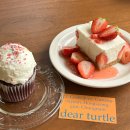 디어터틀(dear turtle) 이미지