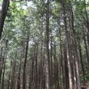 감천산림공원 이미지