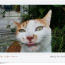 파피루스 이미지