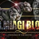 우리켄넬 이미지