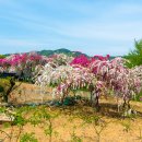 능수