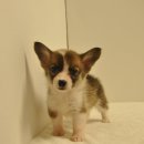 유올펫 강아지고양이 청주점 이미지