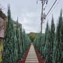 연일공원 | 포항 연일 대형 베이커리 카페 숲뷰 카페 &#39;반다이크 브라운&#39;