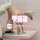 제제미용실 | 대구강아지미용 침산동 애견미용실 토이푸들 미용_펫제제 후기