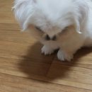 쮸쮸 이미지