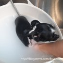 뽀삐 애견샵 이미지