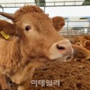 철이목장 이미지