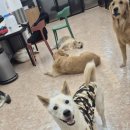 스탠퍼독 이미지