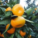 귤나무한의원 이미지