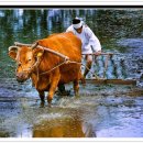 하늘가축병원 이미지