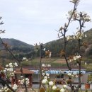 개나리농장 이미지