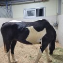 중원대학교 공공승마장 이미지