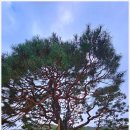 솔고개로 이미지