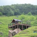 도심다원 이미지