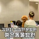 정원동물병원 | 강아지 심장병 검진 강남 24시 예은동물병원 후기