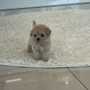 아이러브독강아지애견광주점 | 우리 아지랑 산책 갈 강아지 찾아요!