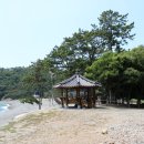 완도 미라리 상록수림 이미지