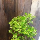 여주-0704 이미지