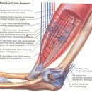 muscle mechanoreceptor muscle spindle에 대한 탐구 이미지