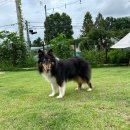 멍스 컨테이너 | 일산 중대형견 운동장 멍스컨테이너 재방문 후기