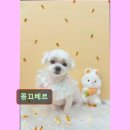 몽끄베르 이미지